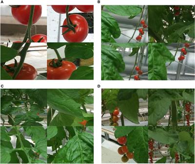 Enhanced tomato detection in greenhouse environments: a lightweight model based on S-YOLO with high accuracy